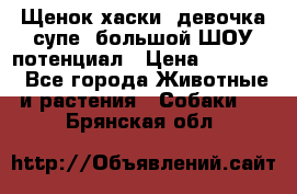 Щенок хаски, девочка супе, большой ШОУ потенциал › Цена ­ 50 000 - Все города Животные и растения » Собаки   . Брянская обл.